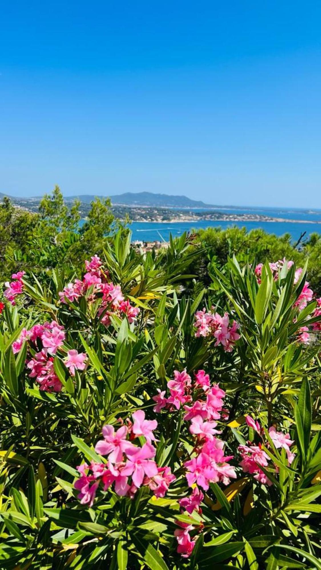 Vue Mer Imprenable Et Piscine 邦多勒 外观 照片